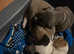 Stunning litter of american bulldog puppies