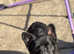 Khali female full fluffy 1 year old