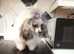 Stunning tiny Asian poodle 2yr old little girl