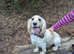 Beautiful lemon neutered male sprocker