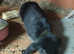 Beautiful lop 8 weeks