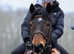 *QUALITY* Connemara Gelding - Showjumper, Hunter, Pony Club, Hacker