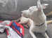 English bull terrier X