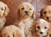 Stunning Health Tested F1b Cavapoo Puppies