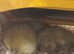 ALL SOLD !! Cherry Valley / white campbell ducklings