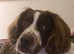 Springer spaniel