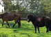 Dartmoor X Shetland Pony