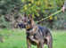 Rottweiler x German shepherd puppies