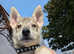 16 week old agouti husky x northern inuit puppy