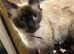 RAGDOLL MIX MALE KITTEN READY NOW