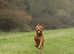Fox Red Labrador Retriever - STUD ONLY