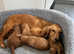 Red cockerpoo puppies