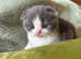 Beautiful Scottish fold baby's