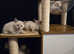 1st generation,  pedigree,  registered Tonkinese kittens