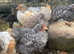 Free chicks for a good home