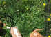 Blenheim cavalier King Charles puppy