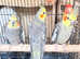 Stunning young cockatiels for sale