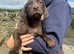 German Shorthaired Pointer Puppies