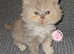 GCCF REGISTERED BRITISH LONGHAIR KITTEN