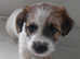 Puppy  Jack Russel x puppies looking for loving homes