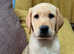 2 golden Labrador puppies left