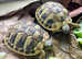 Garden Tortoise LAST ONE Hermann's from £99