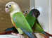 Beautiful conure parrot for sale