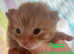 Gorgeous kittens