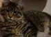 Magnificent Maine Coon Kittens Vaccinated