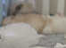 Fluffy pomeranian puppies KC registered