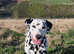 KC dalmatian puppies due 6th June 2025