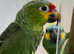 Beautiful red lord's Amazon parrot