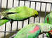 Stunning baby alexandrine parrot
