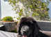5 month female kcreg Newfoundland