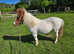 Stunning registered mare