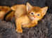 Adorable Abyssinians kittens