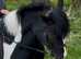 Flashy Pony Club All Rounder
