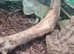 Iguana