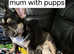 Kc registered french bulldog pupps