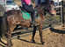 12.3 childs pony