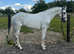 Missy 14.2hh 11 year old mare