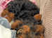 4 month old female yorkipoo for rehome