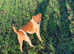 4 year old Plummer terrier