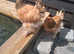 2 beautiful bramha hens