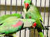 Stunning baby alexandrine parrot