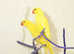 Baby Yellow Ring Neck Talking Parrots,18