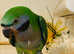 Beautiful young darbyan parrot