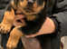 rottweiler puppys