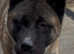 AKITA GIRL (American Akita)