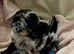 Reduced Beautiful miniature poodles 2 girls 1 boy left